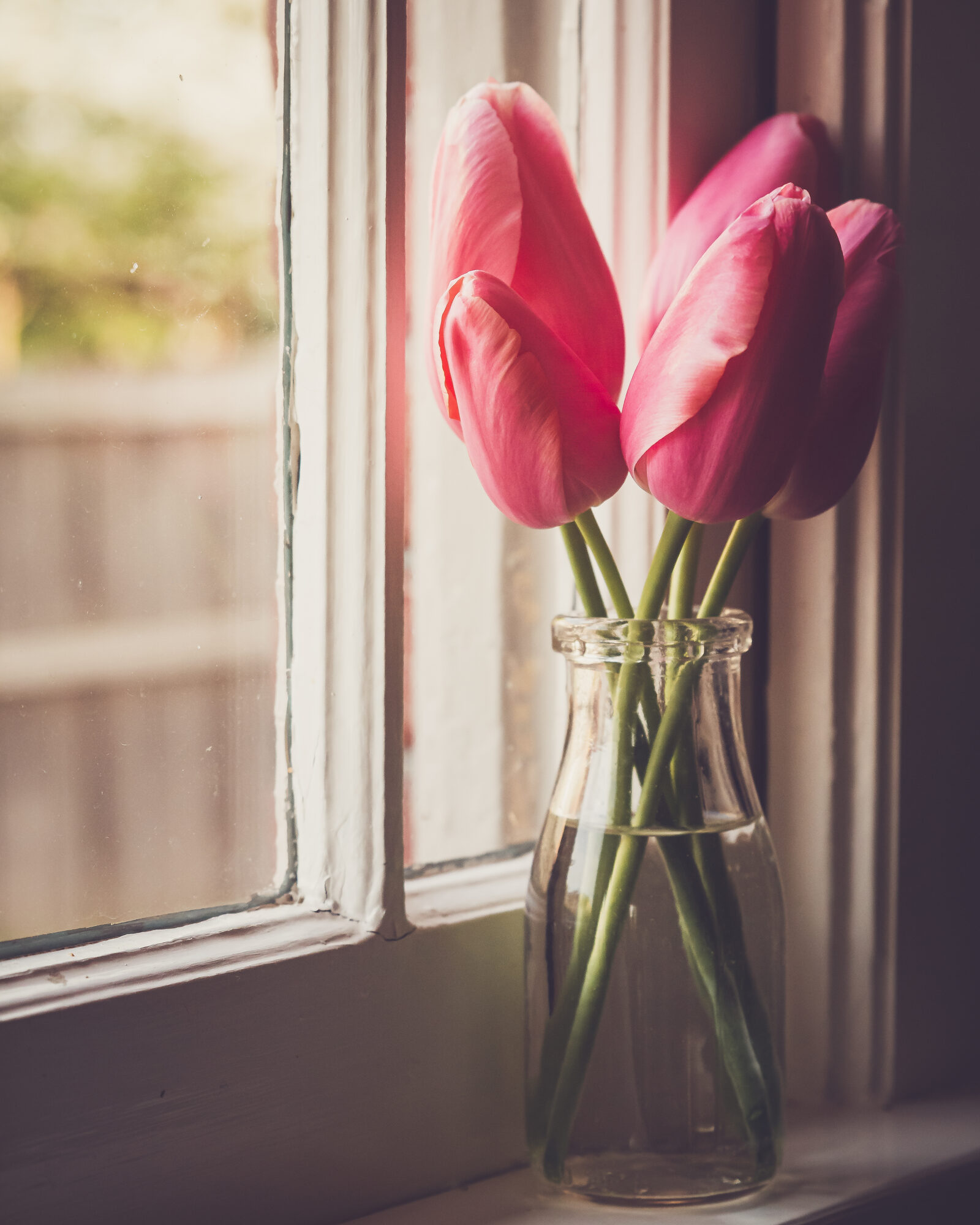 Tulips in a sunlit window (representative photo — pictures of the actual home are coming)